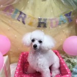 スタッフ雑談(^^♪愛犬がお誕生日をむかえました！