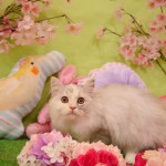 【猫♡ラガマフィンの子猫クレアちゃん♡】