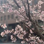 【桜が咲いてました♪】