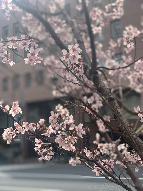 【桜が咲いてました♪】