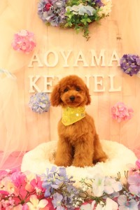 2020.0605ブランちゃん