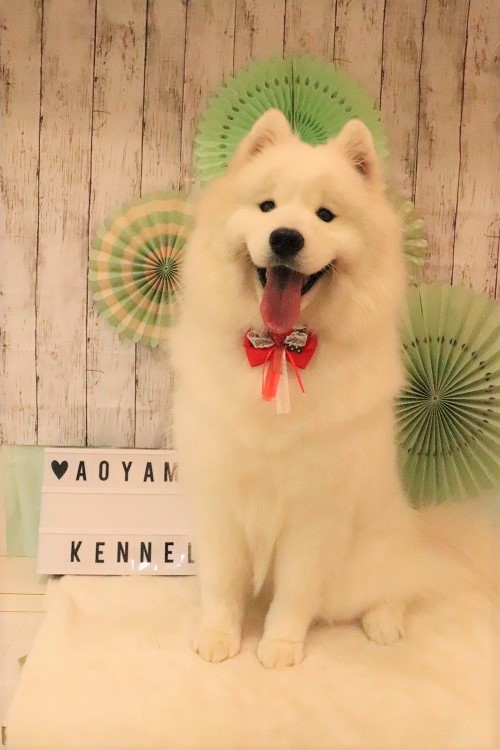 サモエドスマイル(o^^o)】 | 青山ケンネル 