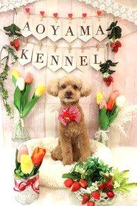 IMG_6597 - コピー