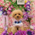 ☆7月のフォトブース☆