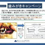 ★2026年6月・歯みがきキャンペーン★