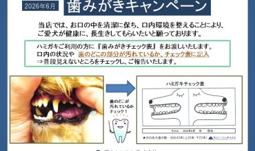 ★2026年6月・歯みがきキャンペーン★